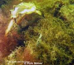 10 mm

www.onderwaterfotografie.tk by Mark Bakker 